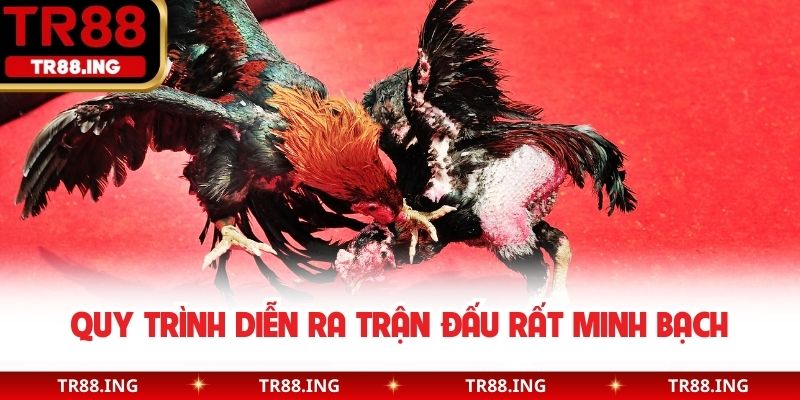 Quy trình diễn ra trận đấu rất minh bạch